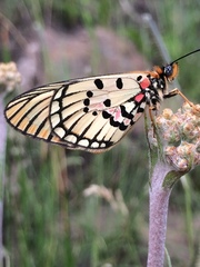 Acraea anacreon