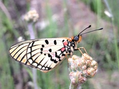 Acraea anacreon