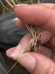 Eragrostis racemosa