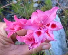 Gladiolus crispulatus