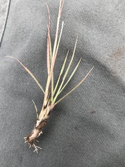 Eragrostis racemosa