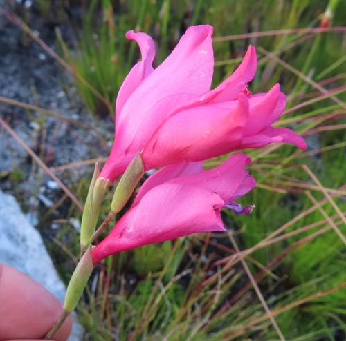 Image of Gladiolus crispulatus by (c) linkie, some rights reserved (CC BY)