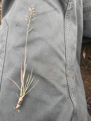 Eragrostis racemosa