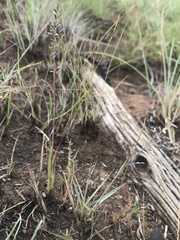Eragrostis racemosa