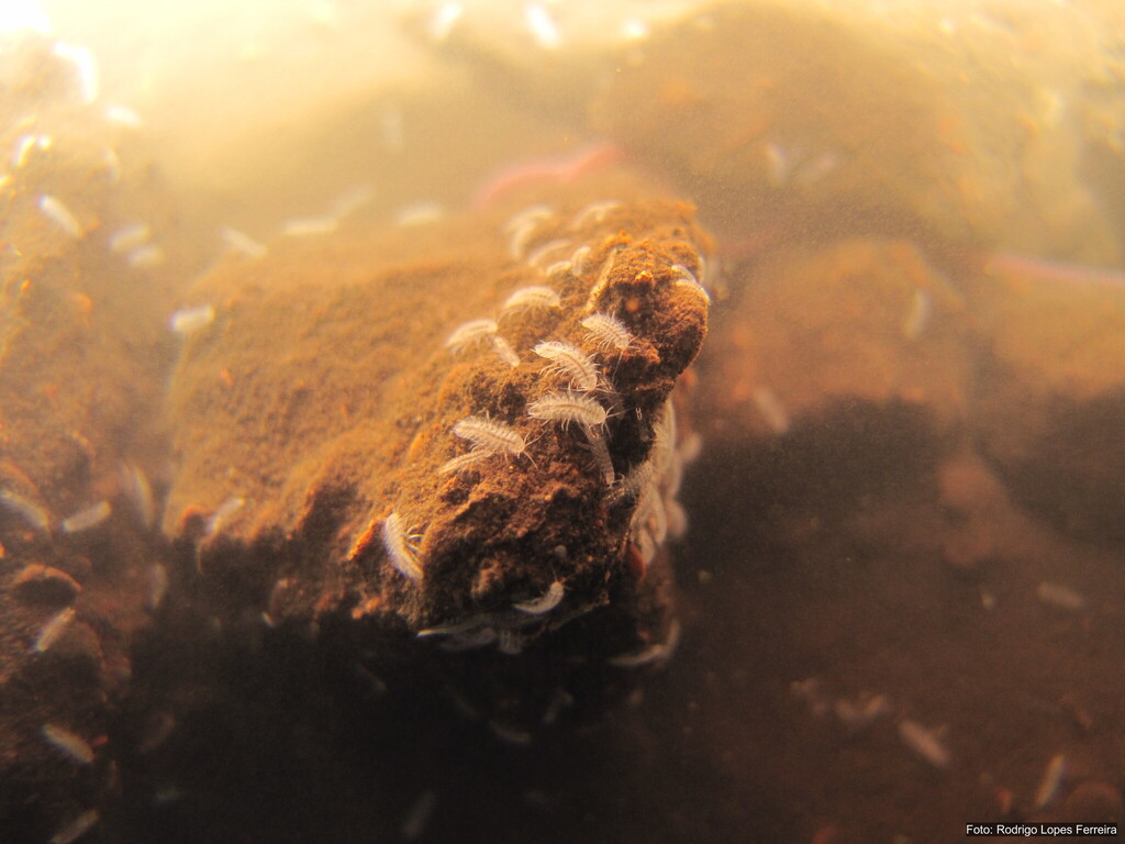 Calabozoidea