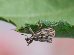 Hypera arator