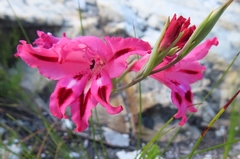 Gladiolus crispulatus