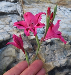 Gladiolus crispulatus