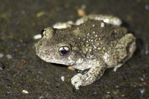 Midwife toad, Alytes obstetricans