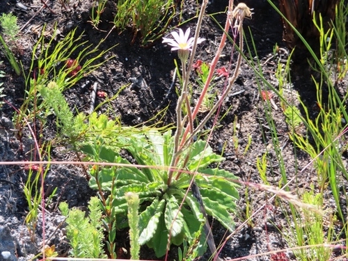 Image of Mairia purpurata by (c) linkie, some rights reserved (CC BY)