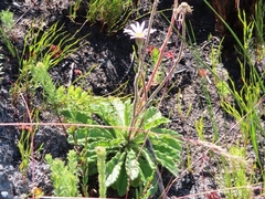 Mairia purpurata