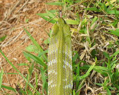 Green Keelback photo 5
