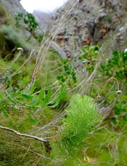 Ursinia abrotanifolia