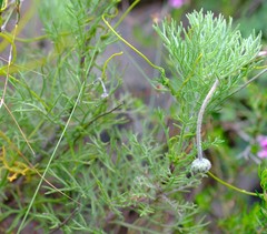 Ursinia abrotanifolia
