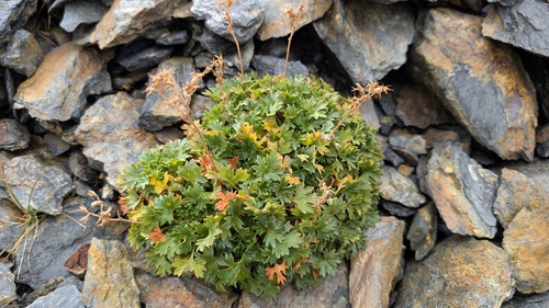 Geranium-like Saxifrage (Saxifraga geranioides)