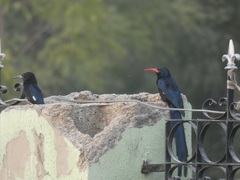 Phoeniculus purpureus