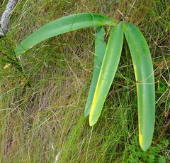 Nerine ridleyi