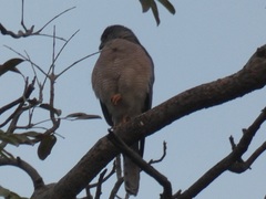 Accipiter badius