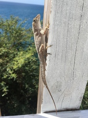 Anolis cristatellus wileyae