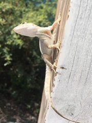 Anolis cristatellus wileyae