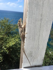 Anolis cristatellus wileyae