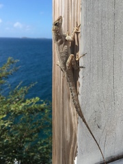 Anolis cristatellus wileyae