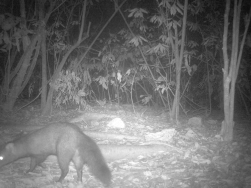 Sokoke Bushy-tailed Mongoose (Bdeogale omnivora) — Vulnerable Mammalia