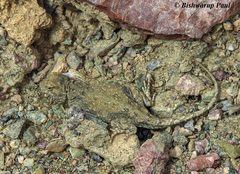 Phrynocephalus theobaldi