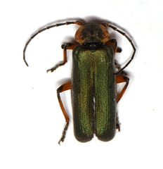 Afronycha virideolivacea