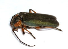 Afronycha virideolivacea