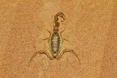 Apistobuthus pterygocercus