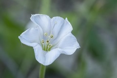 Acleisanthes longiflora