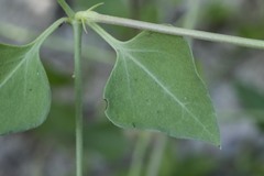 Acleisanthes longiflora