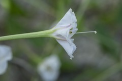 Acleisanthes longiflora