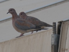 Streptopelia senegalensis