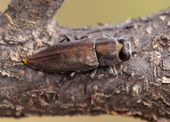 Chalcogenia