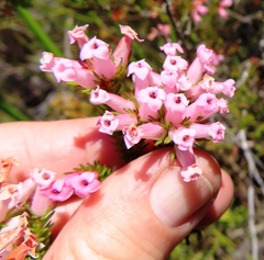 Erica daphniflora daphniflora