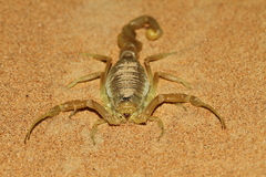 Apistobuthus pterygocercus