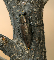 Chalcogenia