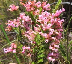 Erica daphniflora daphniflora