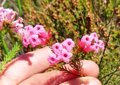 Erica daphniflora daphniflora