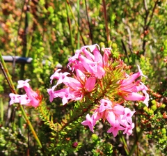 Erica daphniflora daphniflora