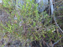 Erica tenuis
