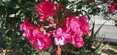 Nerium oleander