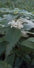 Lamium album