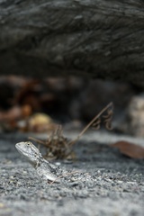 Agama hispida makarikarika