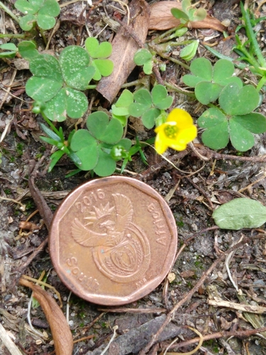 Shady woodsorrel (Oxalis exilis)