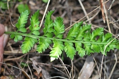 Asplenium appendiculatum maritimum