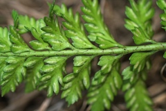 Asplenium appendiculatum maritimum