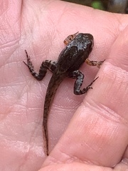 Leptodactylus albilabris